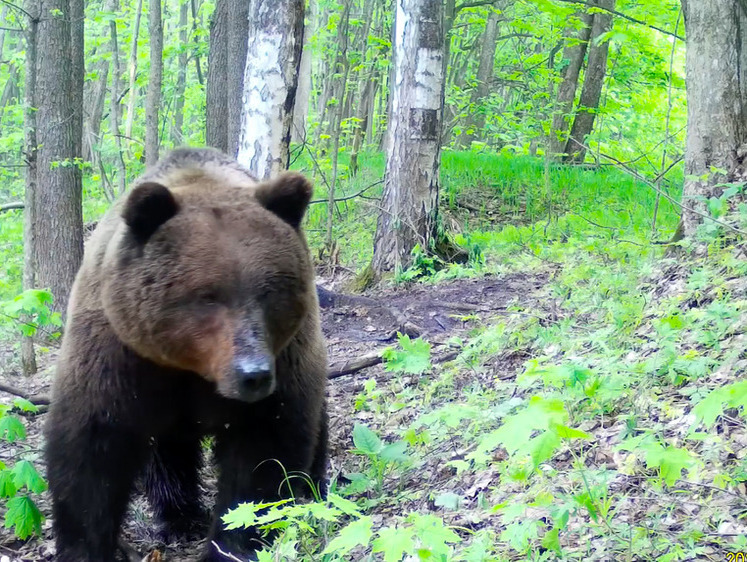 В СНТ Красноярска отстреляли трех медведей, задушивших куриц