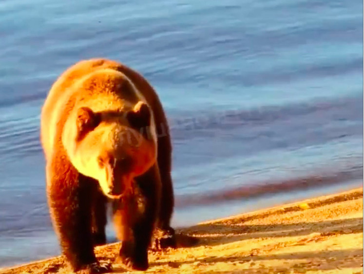 Карельский медведь стал героем клипа о любви к чистоте