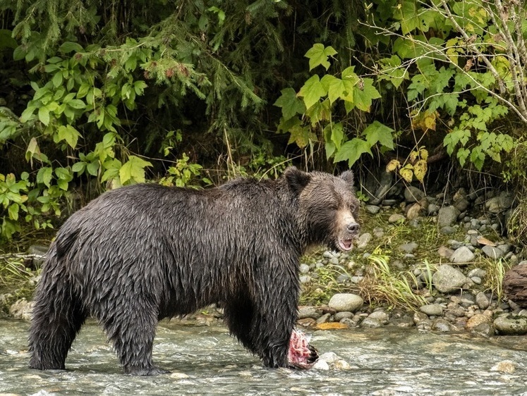 Взяты: на Ямале браконьеры разделали в лесу на мясо бурого медведя