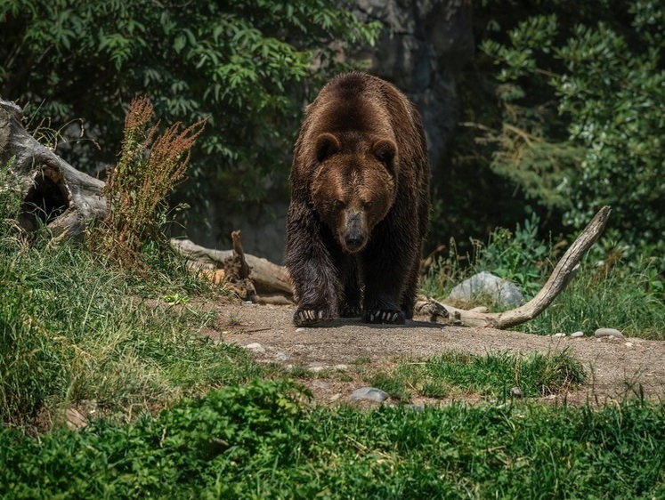 Дверь запри: под Сергиевым Посадом медведь пришел в деревню к людям