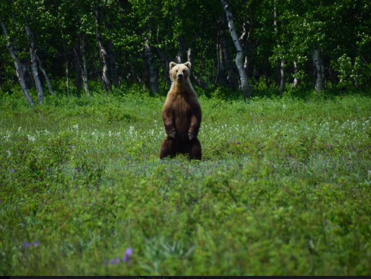Курортников на Сахалине предупредили о разгуливающем медведе
