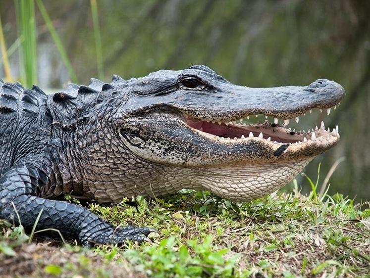 Нет тут крокодилов: кубанскую реку проверили после сообщений граждан