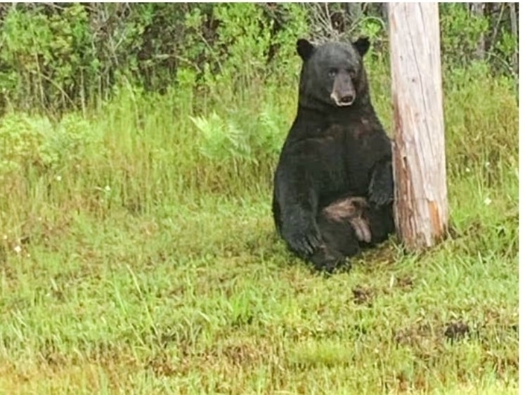 Не подходите к нему! Во Флориде заметили ужасно грустного медведя 