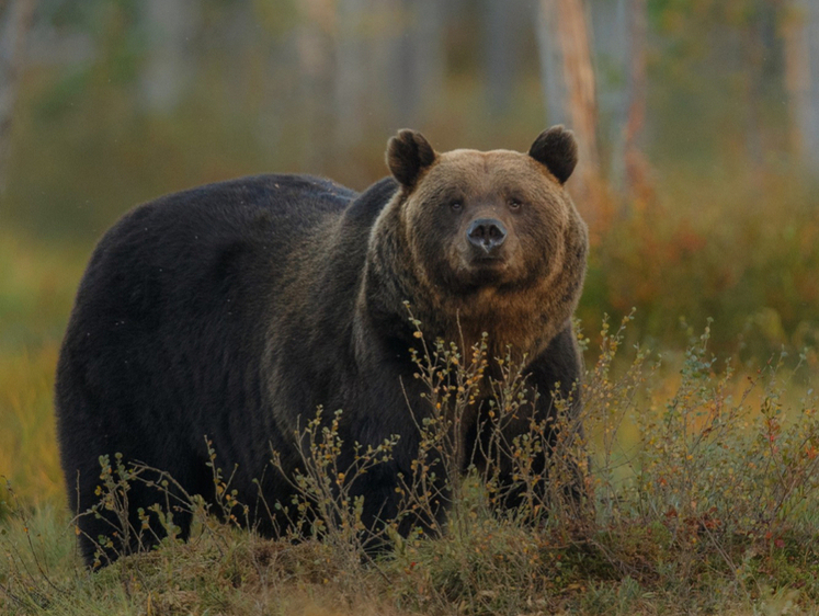 Медведи гуляют по свалке в Забайкалье пока экологи сидят в автомобиле