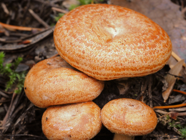 Особенности грибной охоты на Урале