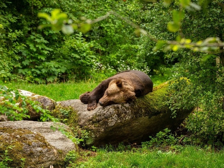 Трескал все подряд: во Владимирской области отловили медведя-вегана