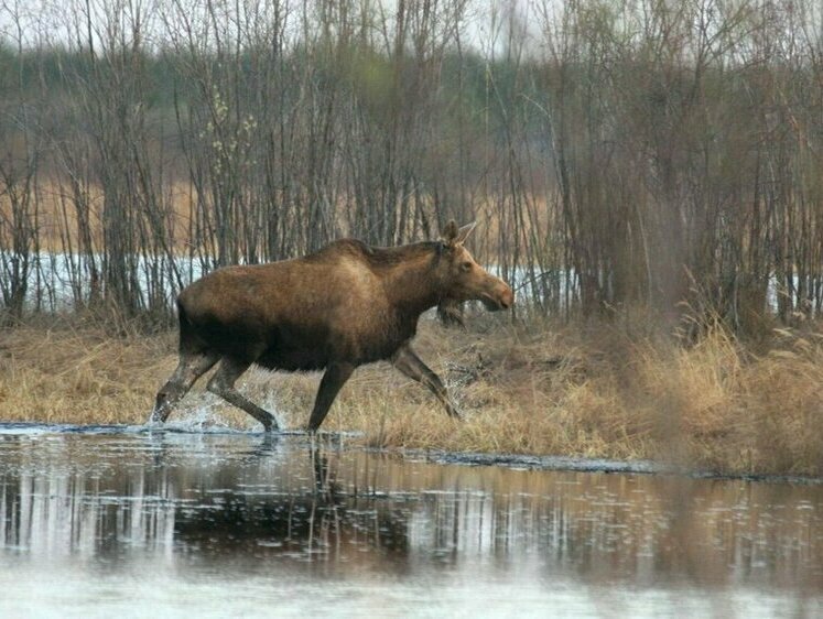 Подельникам из Рязани не удалось вывезти браконьерски добытого лося