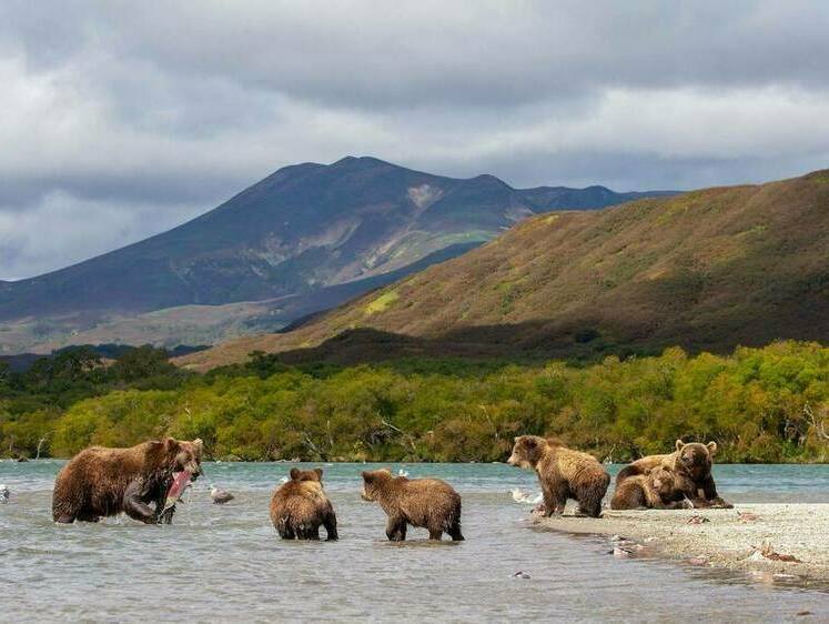 В камчатском поселке введен  особый режим из-за нашествия медведей