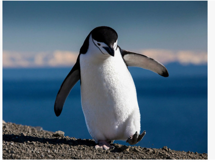 Из сочинского частного зоопарка сбежал пингвин, он поселился в море