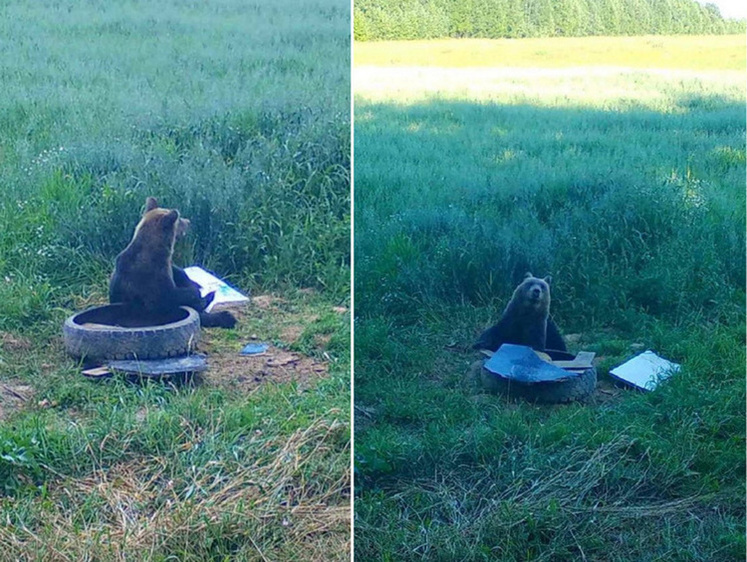 Вологодский медведь после разорения пасеки перешел на зерно кабанов