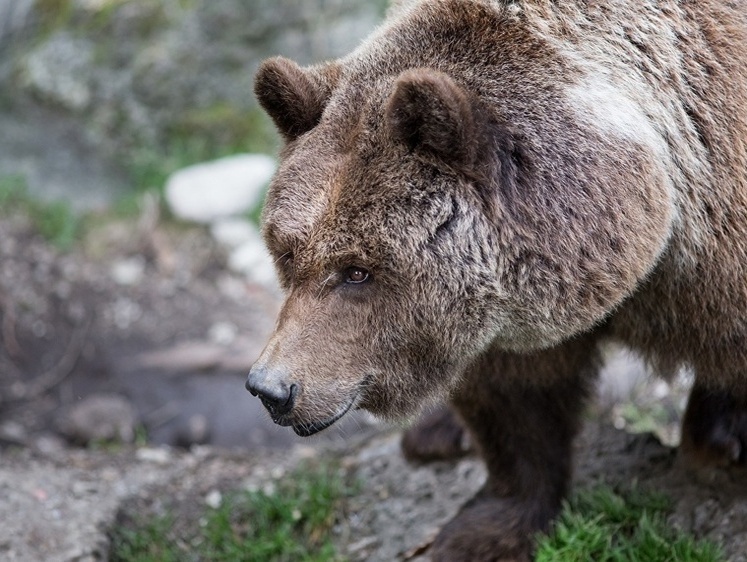 Пришли уже нагло: на Сахалине отстреляли двух больших бурых медведей