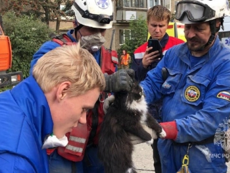 В Нижнем Тагиле из-под завалов спасли кота, владельцев ищут волонтеры