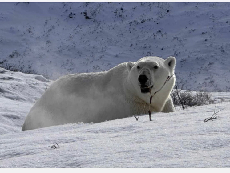 В Гренландии пришлось отстреливать белого медведя, напавшего на людей