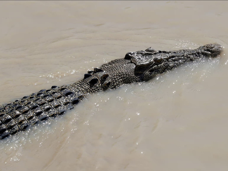 В Квинсленде пропал мужчина, предположительно, его съел крокодил