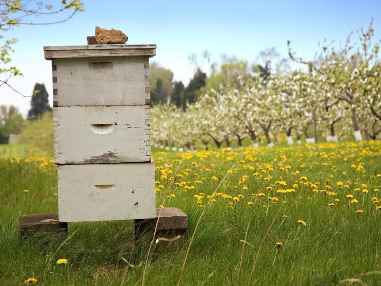 DailyMail: мед один из самых подделываемых в мире продуктов