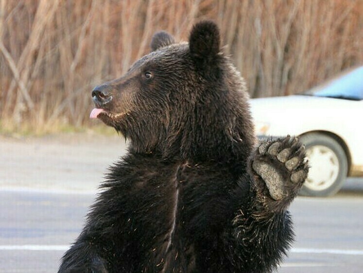 Несчастный медведь побирается по мусорным контейнерам Надыма