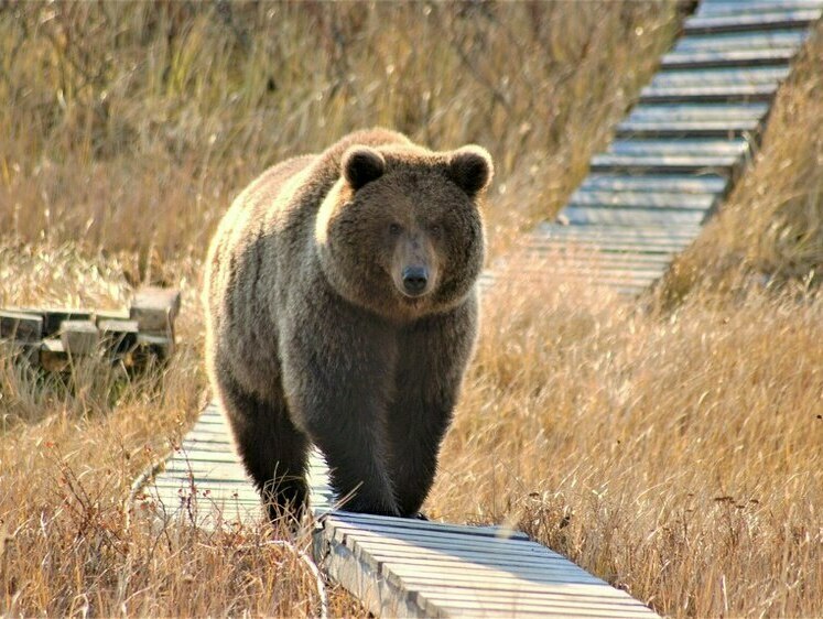 Камчатка объявила войну медведям — хищников будут уничтожать 