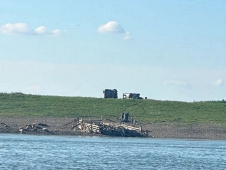 В Томской области на берегу реки забивают скот, отходы — в воду