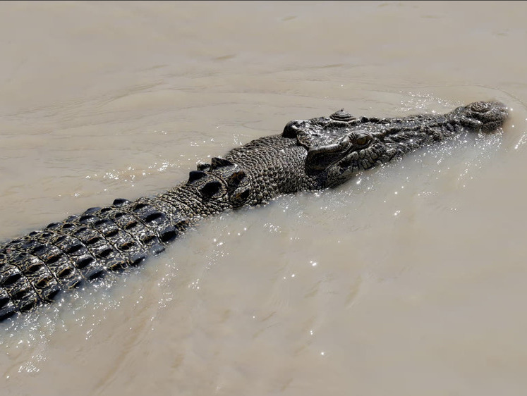 Врач и отец троих детей, исчезнувший в Квинсленде, найден в крокодиле