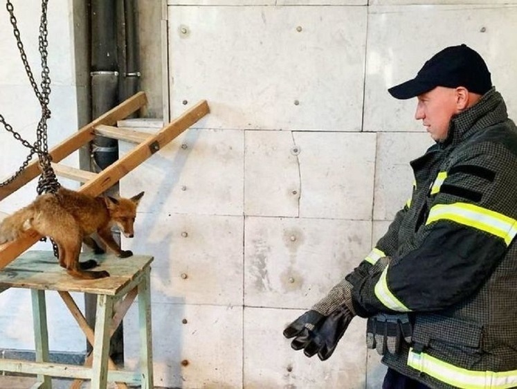 Изображение Погрузили в сапог: в Московской области лиса застряла в цепях шлюза