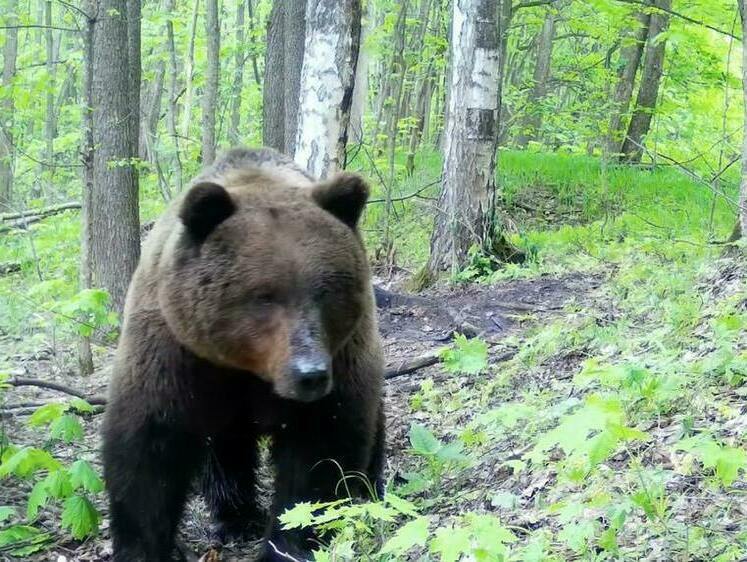 Изображение На Камчатке продолжаются медвежьи приключения