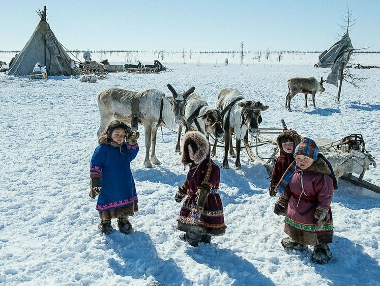 Изображение Платить за оленину станут больше производителям на Ямале