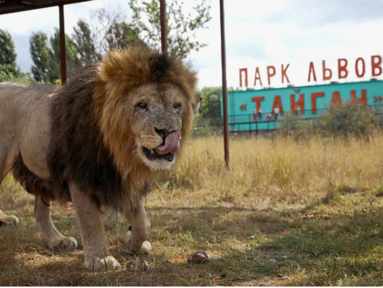 Изображение В парке «Тайган» во время уборки лев смертельно ранил сотрудницу