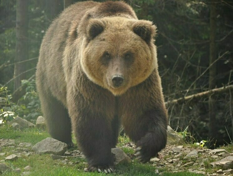 Изображение Валяются под ногами. Наступивший на медведя рыбак попал в реанимацию