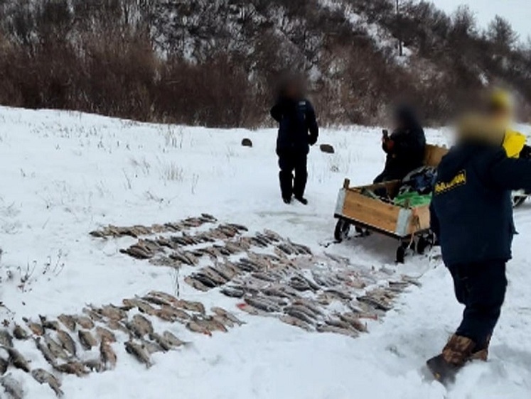 Изображение Таймырский пенсионер наловил сигов на 800 тысяч рублей