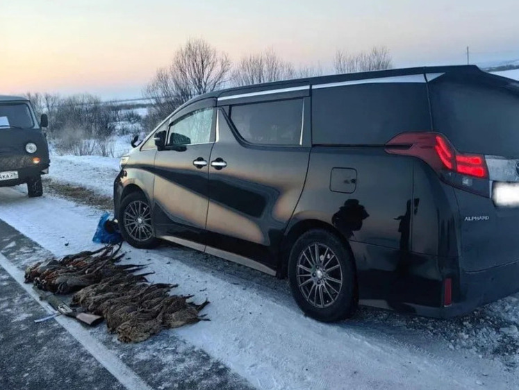 Изображение В Амурской области цветет пышным цветом фазанье браконьерство