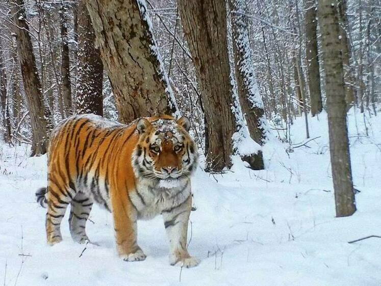 Изображение Замеченный на лесной заимке тигр не представляет угрозы