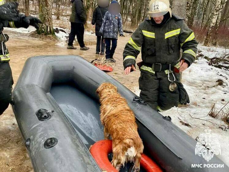 Изображение Необычного пловца извлекли из реки в Бежецке в Тверской области