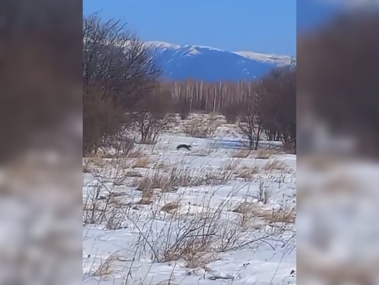 Изображение Соболь проскакал двухчёткой в Зейском заповеднике в поисках половины