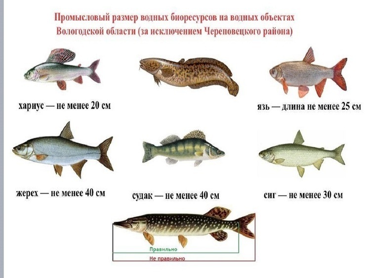 Изображение Мелочь нужно отпускать в обязательном порядке