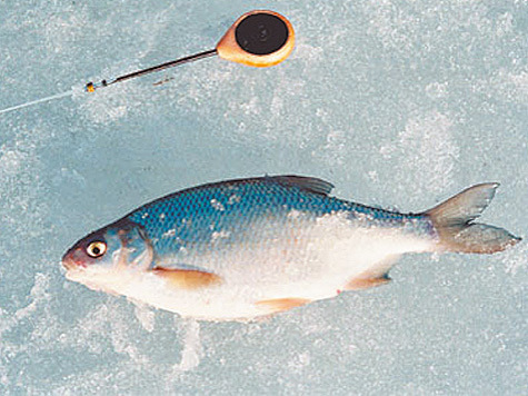 Чувствительная снасть на плотву в зимней рыбалке: полезные советы и рекомендации