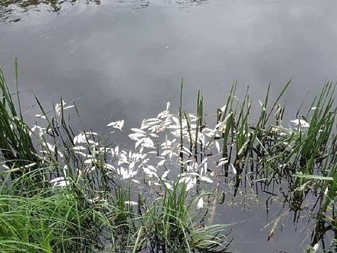 Изображение Уголовное дело по факту массового мора рыбы направлено в суд