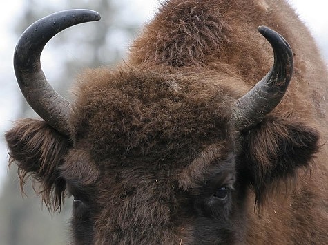 Изображение Власти Франции перебили сбежавших бизонов