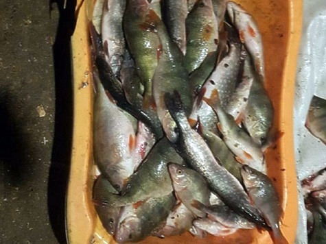 Изображение Незаконная рыбалка с ущербом 260 тысяч пресечена полицейскими