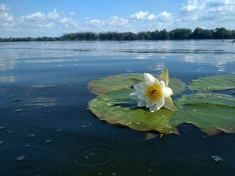 Изображение Подводный охотник запутался на середине водоема