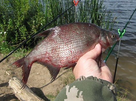 Летняя рыбалка на леща на реке: ловля на фидер, советы и рекомендации