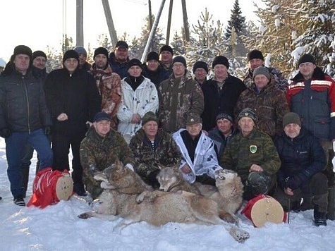 Изображение Кировские охотники ликвидировали крупных волков