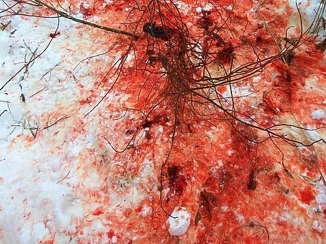 Изображение Многокилометровые следы крови на снегу привели домой к браконьеру