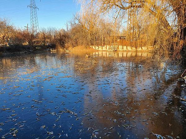 Как подготовить небольшой пруд к зимовке | Форум о строительстве и загородной жизни – FORUMHOUSE