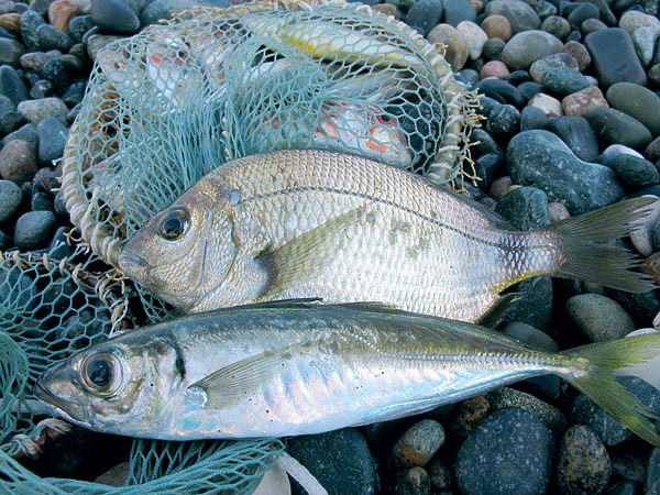 Длинная рыба в Крыму: информация, характеристики, распространение