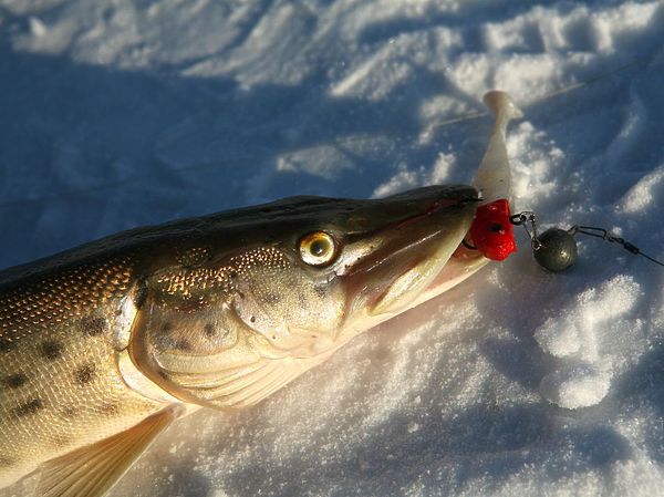 Ловля щуки зимой: поиск рыбы и подготовка снастей с наживкой