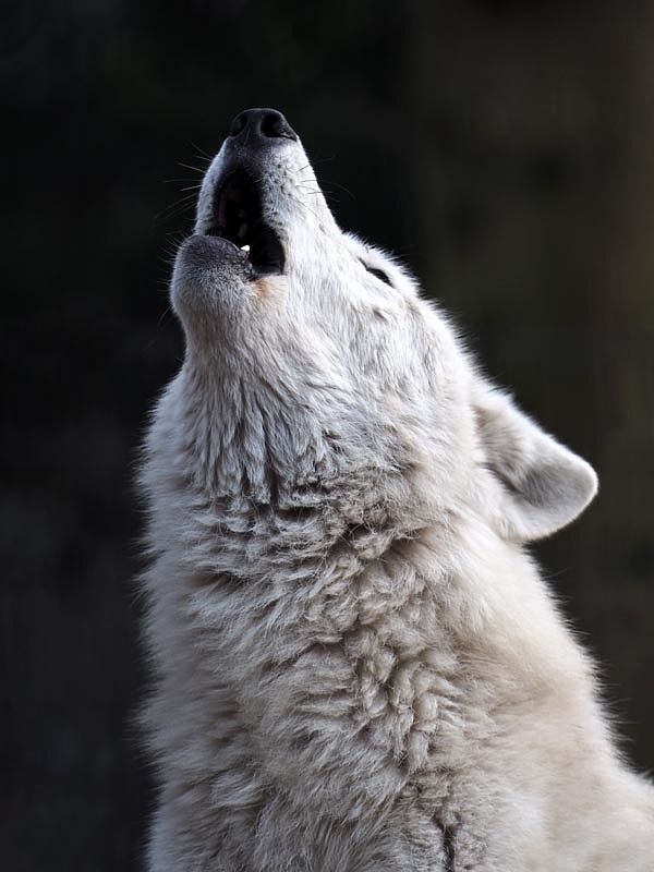 Охота на полярного волка